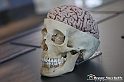 VBS_2991 - Cervello - Mostra Body Worlds